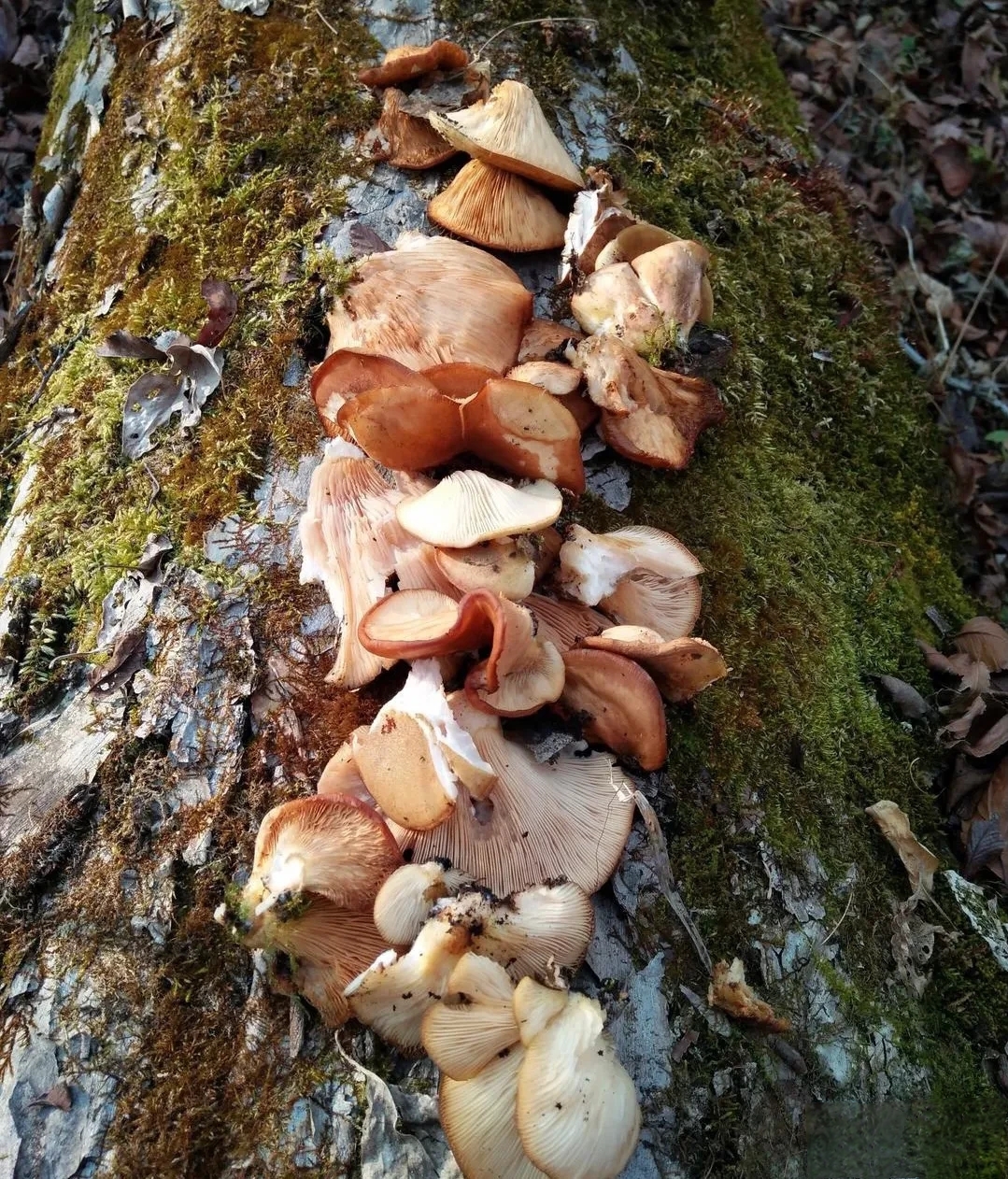 冻蘑也叫元蘑,它与榛蘑,猴头蘑被称为"三大蘑",冻蘑在蘑菇中是仅次于