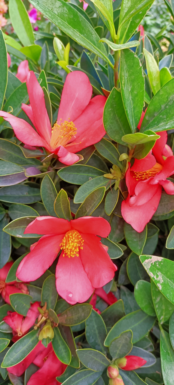 每天认识一种植物# 毛蕊红山茶#涨知识# #植物园