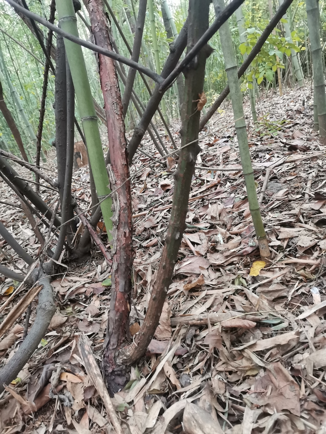 开开这四颗山木香怎么样?谁要?