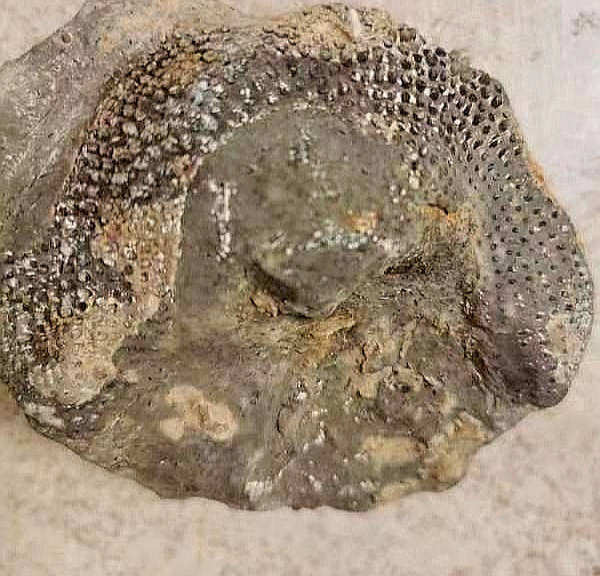 云南陆良县再次发现 盘状海绵古生物化石