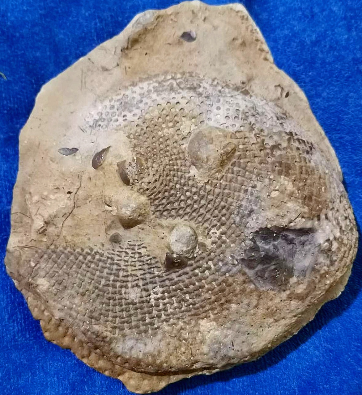 云南陆良县再次发现 盘状海绵古生物化石