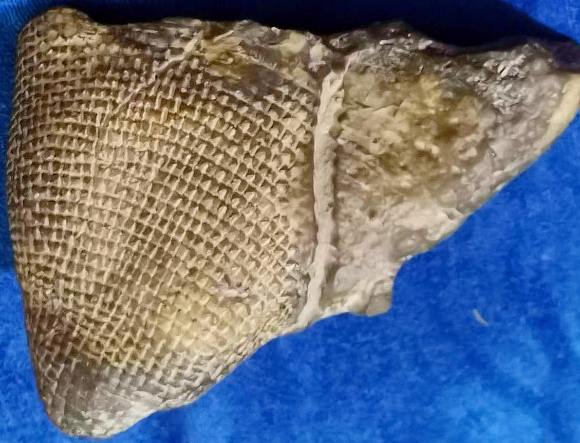 云南陆良县再次发现 盘状海绵古生物化石