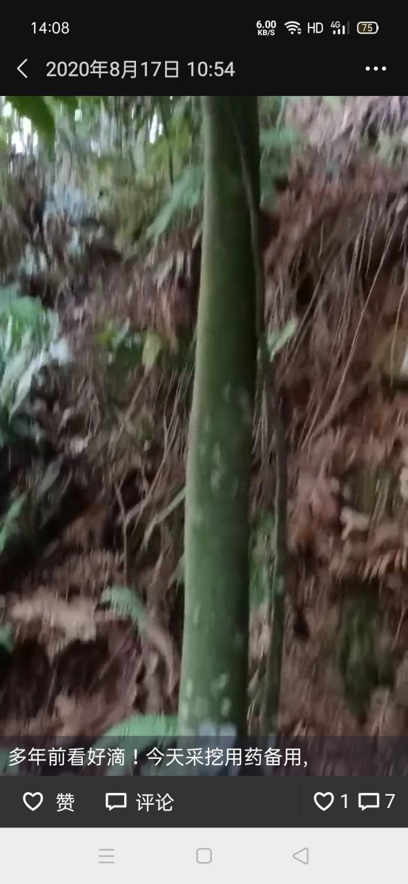 五虎草药疗效各不同.