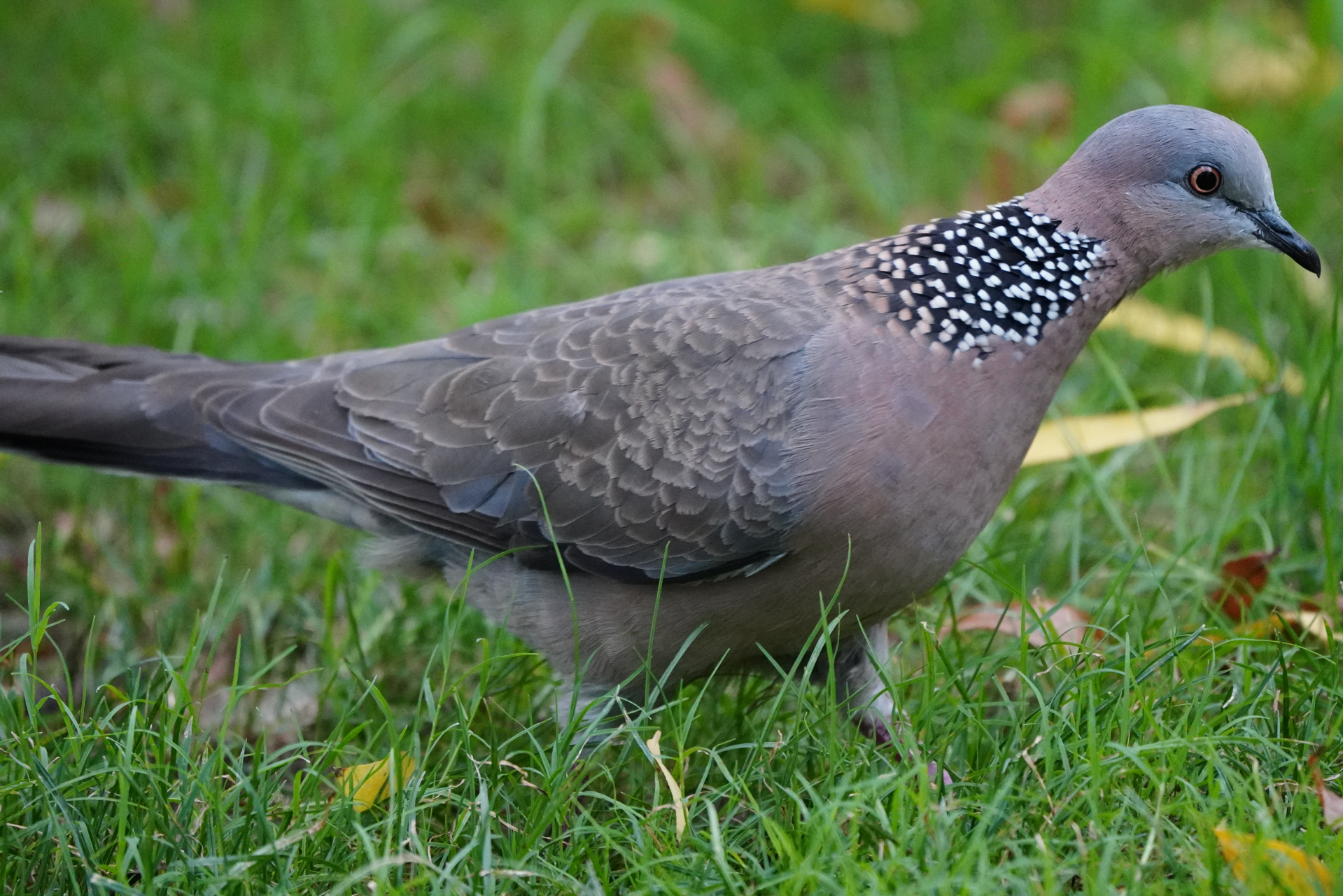 珠颈斑鸠数毛版
