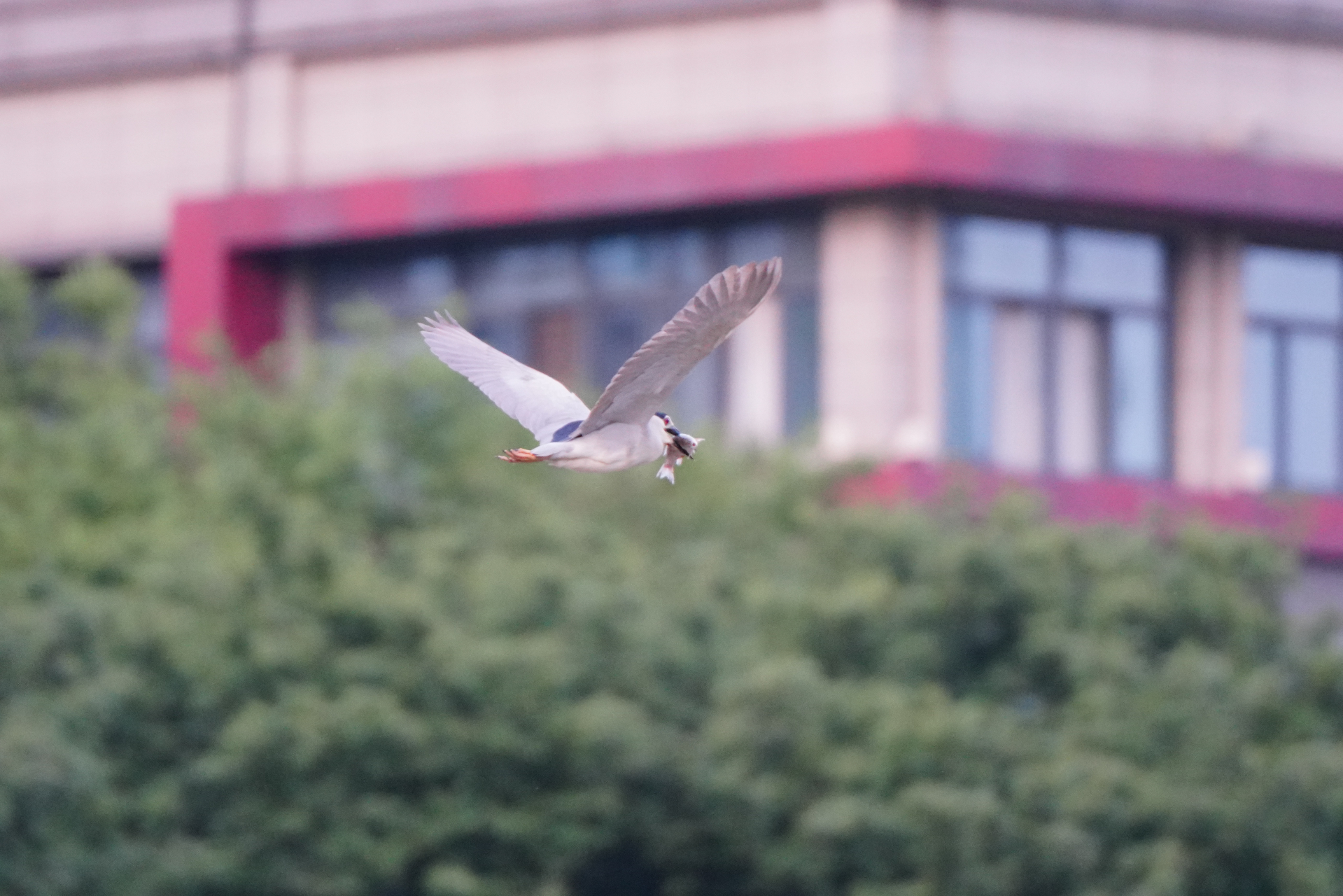 带你飞,在我的嘴