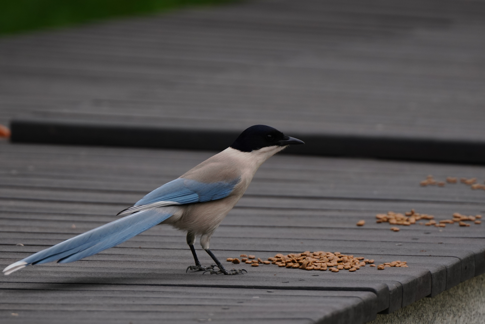蹭猫粮的灰喜鹊