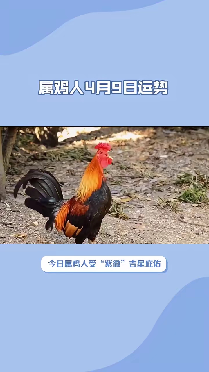 十二生肖鸡今年运势查询(生肖鸡今年全年运程)