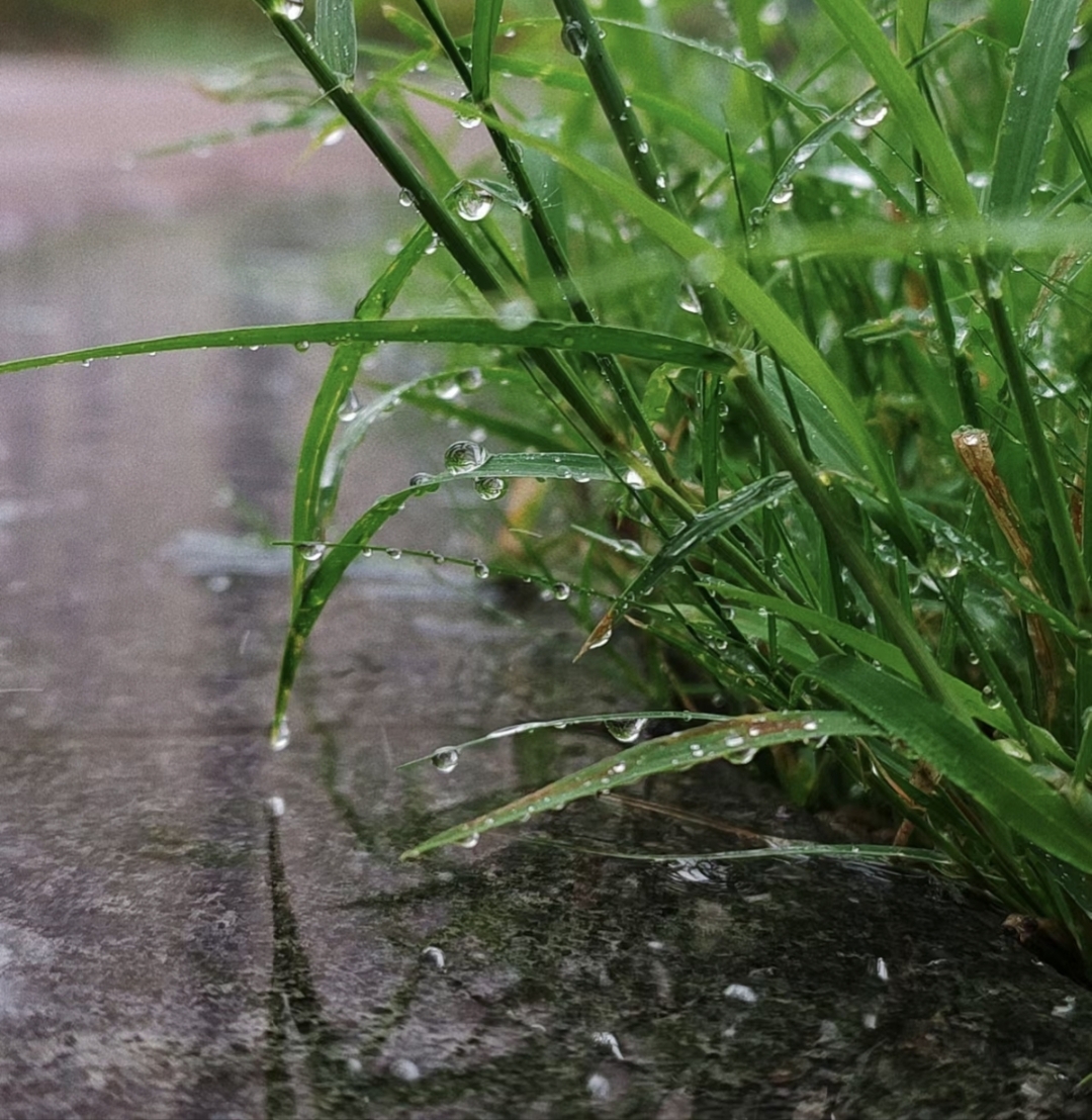 每当阳光透过云层,洒在露珠上,它们就会闪烁着五彩斑斓的光芒,好像是
