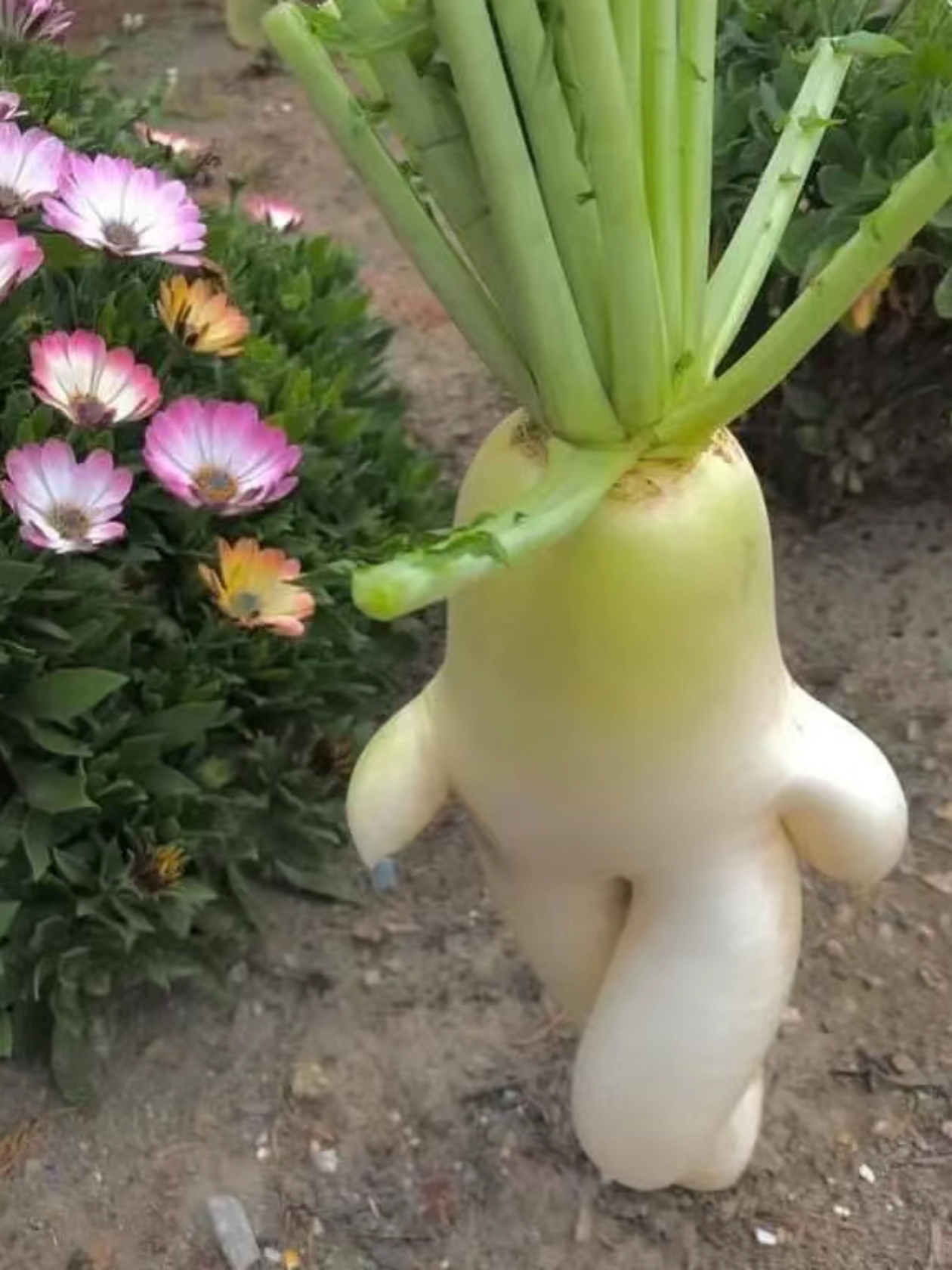 这是个多么神奇的大葱啊!瞧这怒发冲冠的小样!个子不高,气派很足!