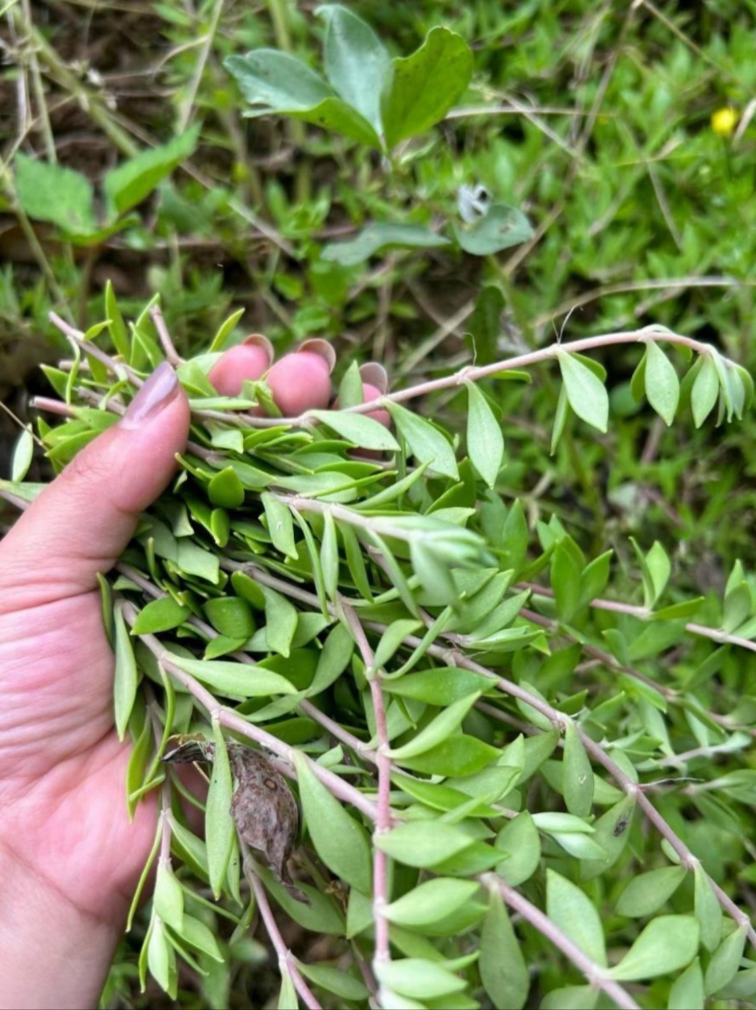 郊游同事扯了一堆这个叶子,说可以回家可以凉伴吃,爽口!