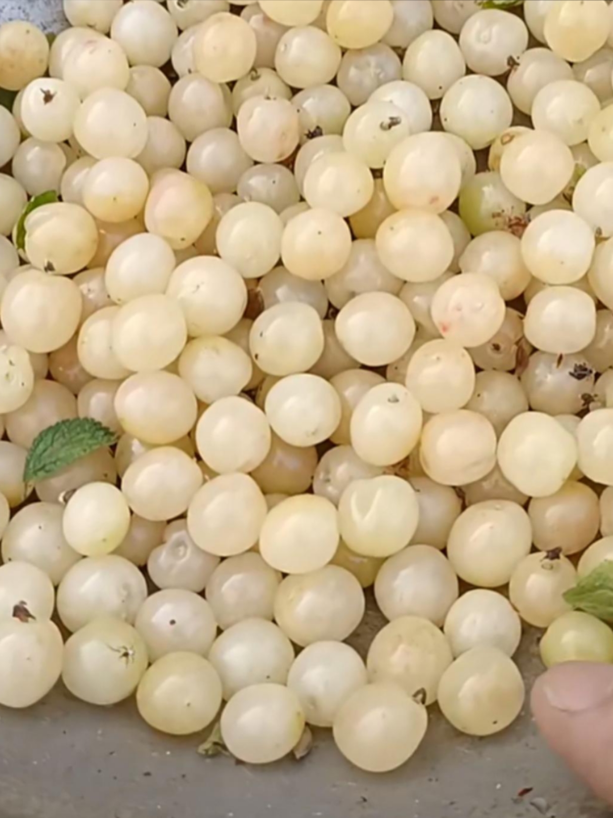 哇塞,瞧瞧这树上挂满了密密麻麻的白色樱桃,简直就是一场视觉盛宴!