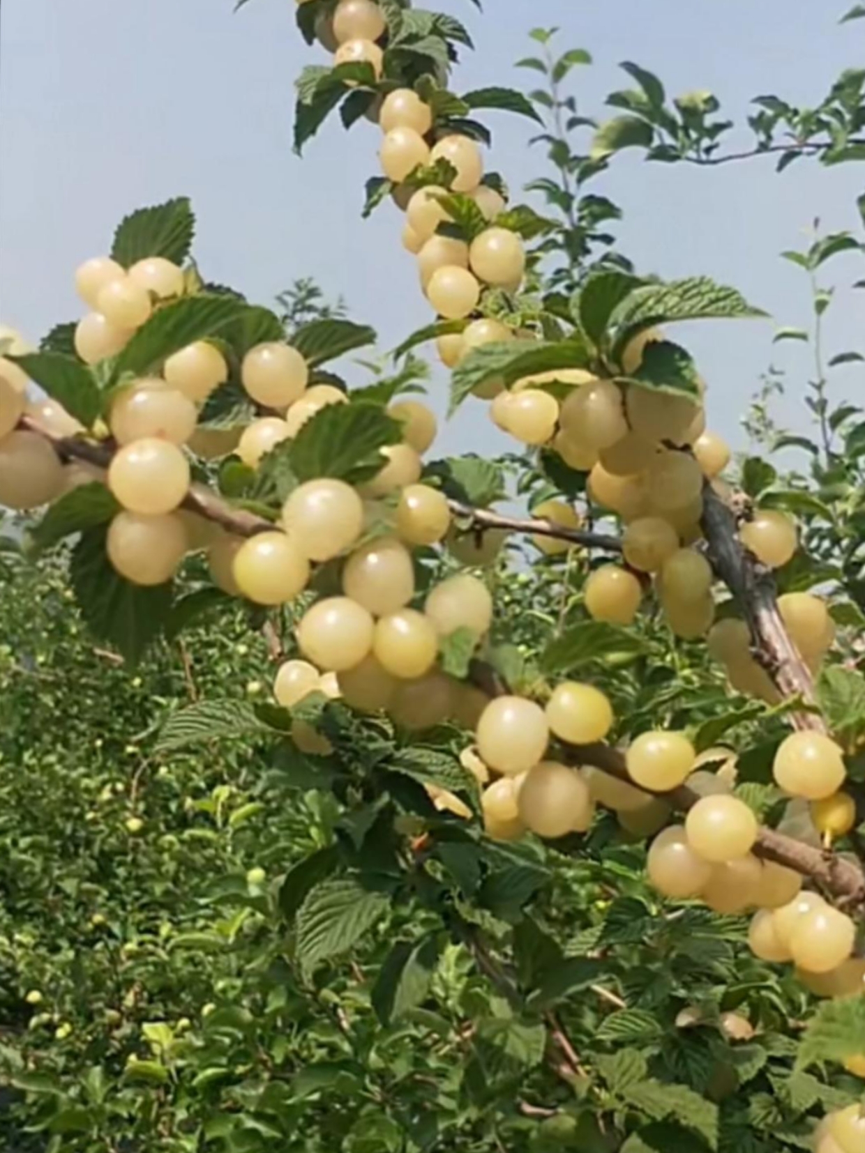 哇塞,瞧瞧这树上挂满了密密麻麻的白色樱桃,简直就是一场视觉盛宴!