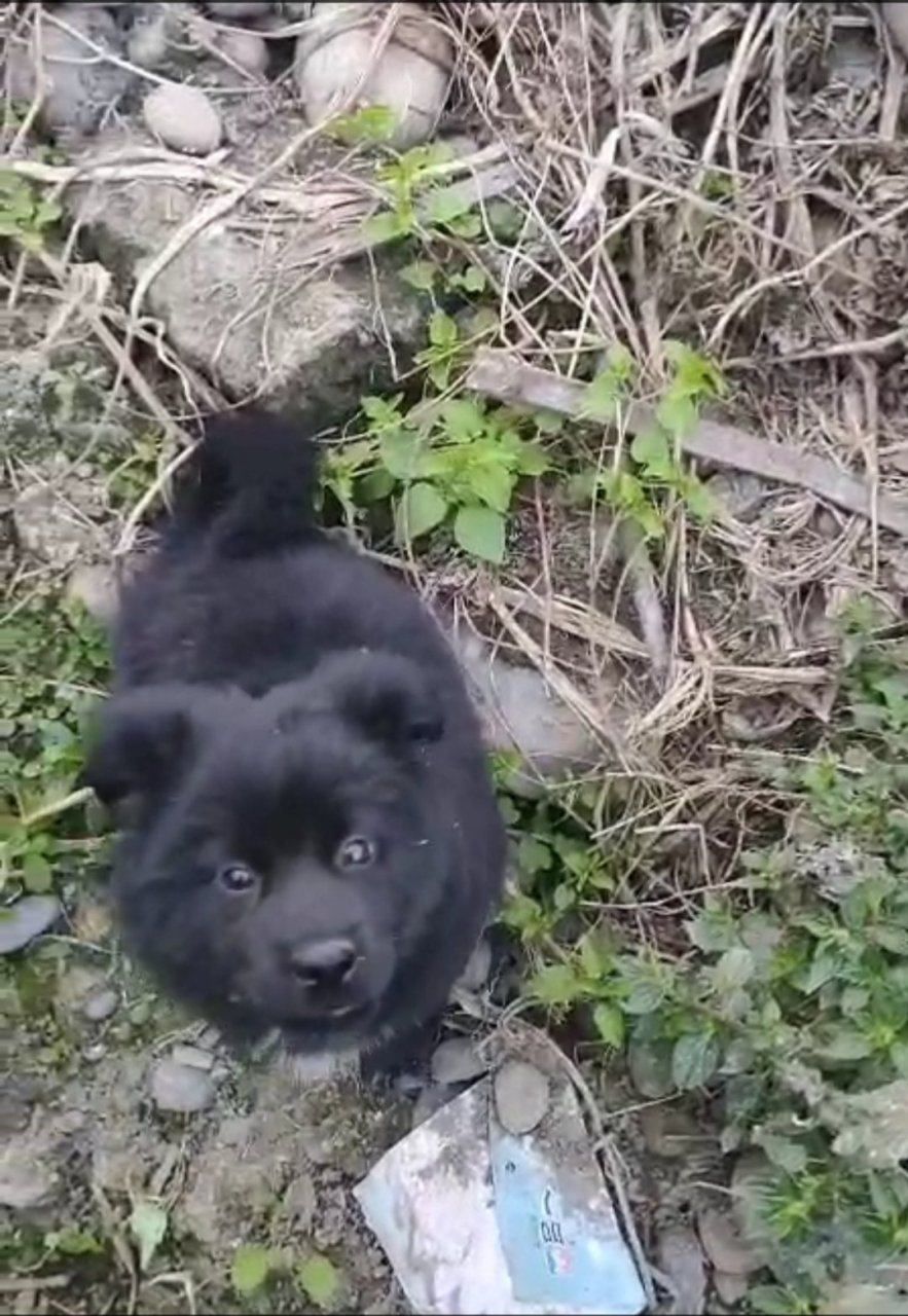 寻狗启示:寻一只两个月大得瑞典拉普猎犬黑色胸口有少许白色的毛四脚