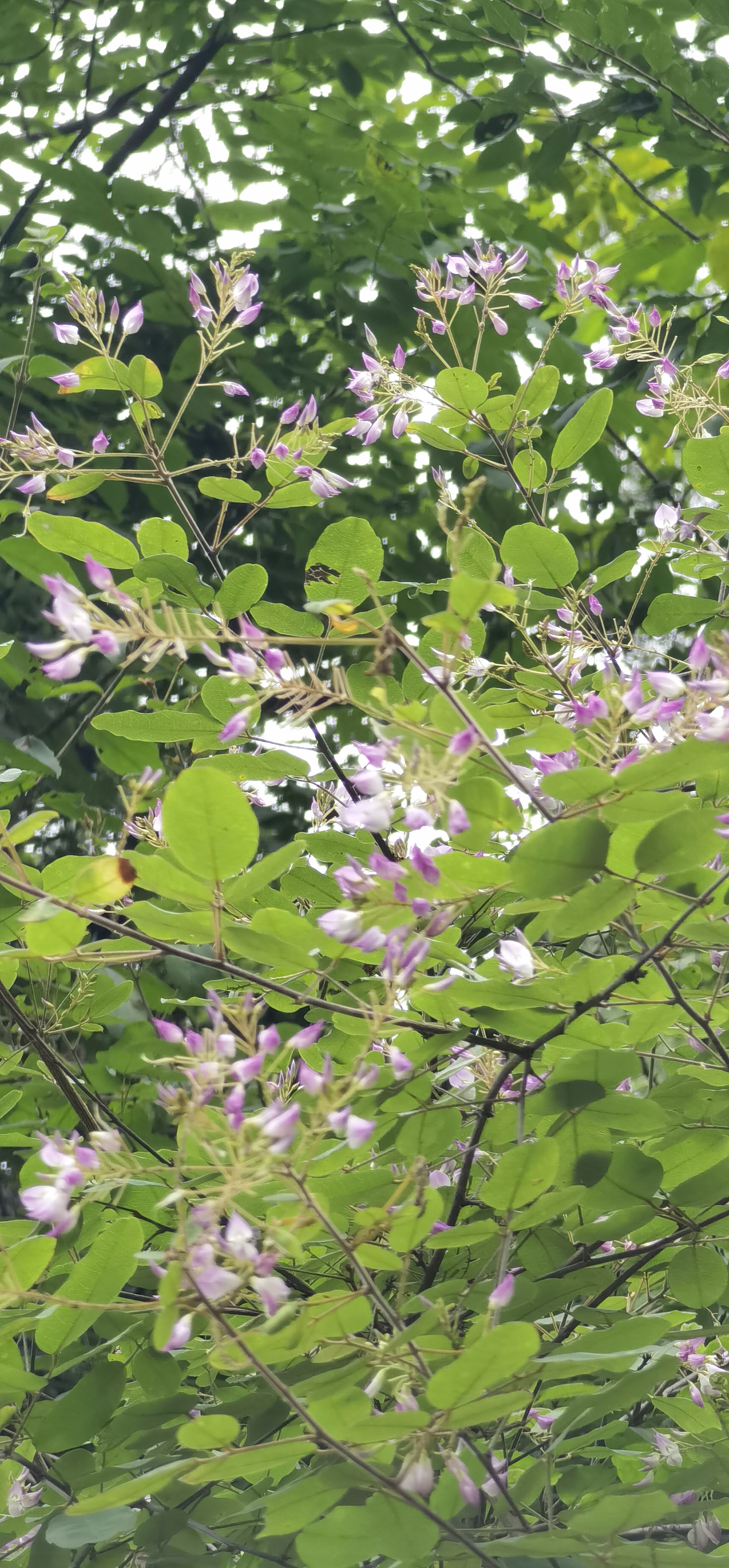 胡枝子:花期7-9月,果期9-10月,种子含油量很高,可以作为一种生物"油库
