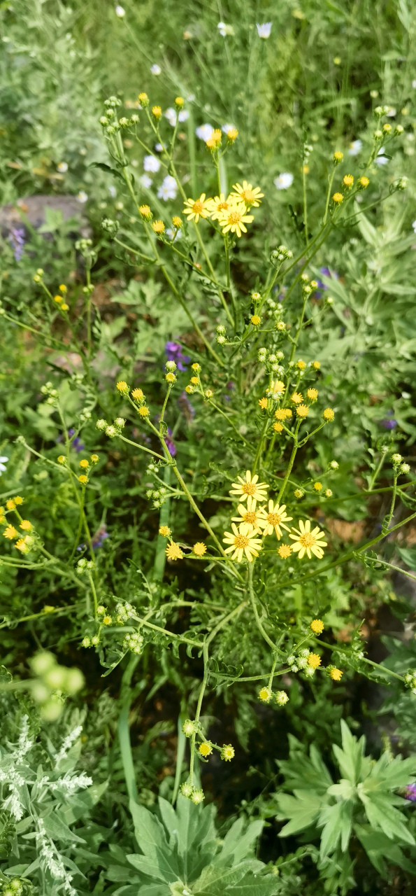 额河千里光:菊科,全株可入药,能清热解毒.