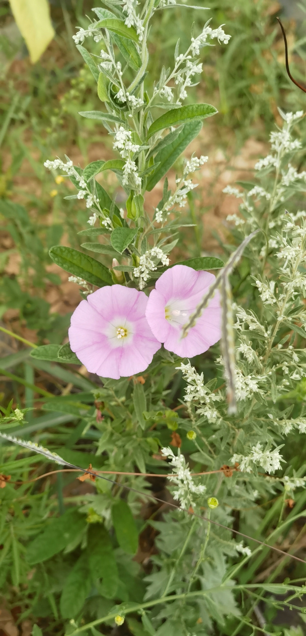 藤长苗:多年生草本,可用于药用,益气利尿,强筋壮骨,活血祛瘀.