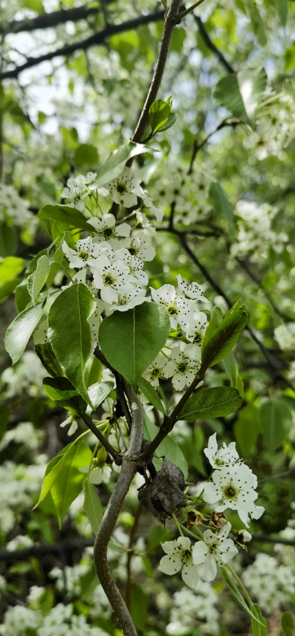 豆梨:又名山梨,野梨,顾名思义,恣肆绽放于山野的野生梨.