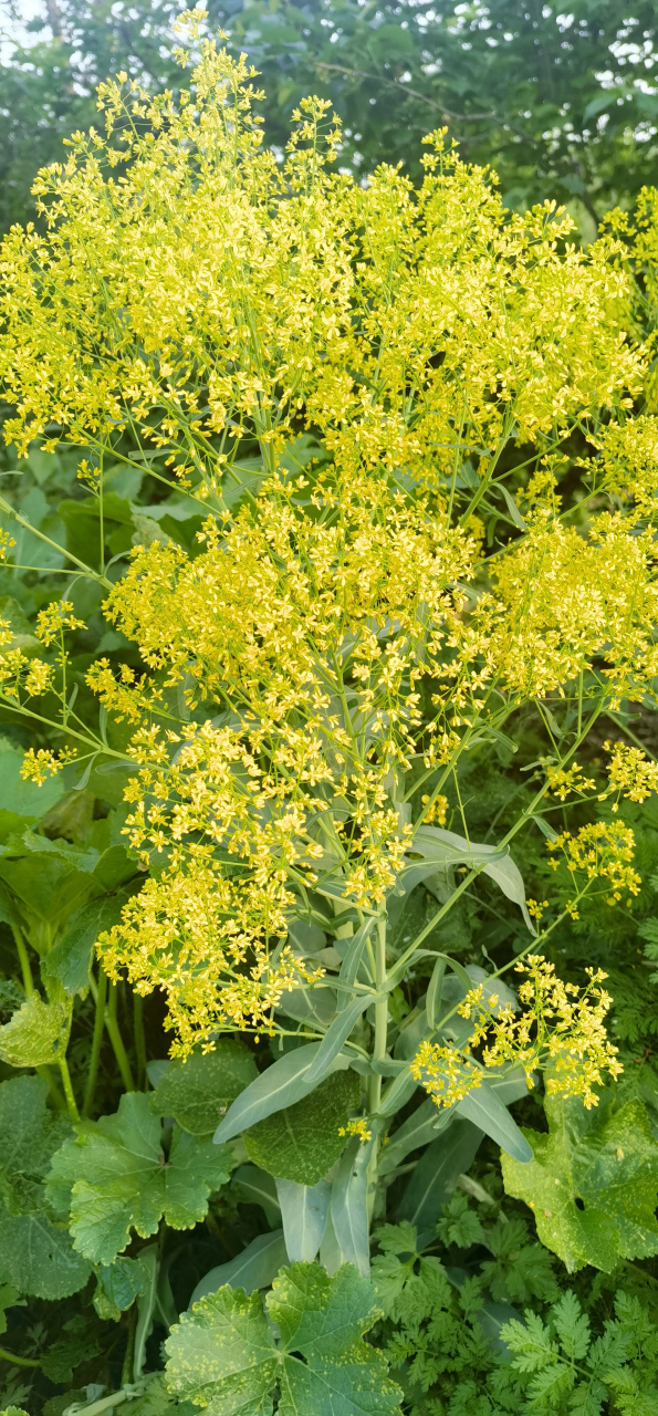 菘蓝花语图片