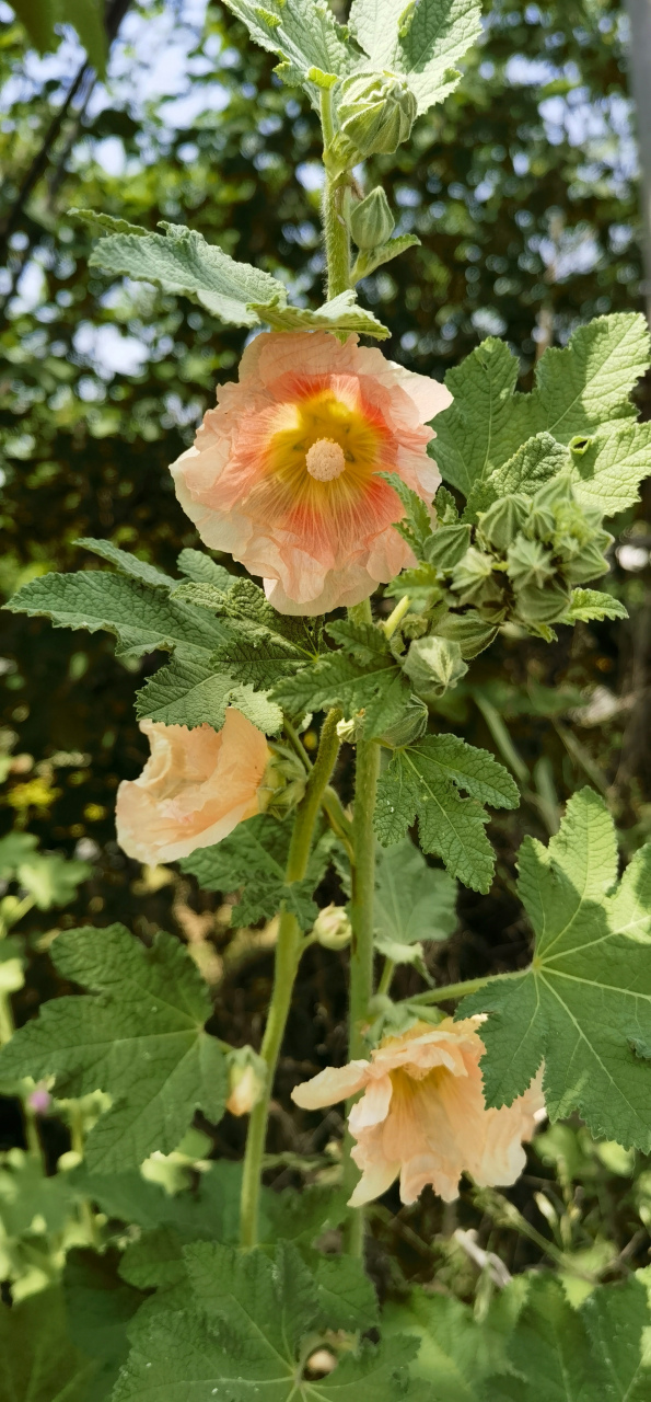 蜀葵:原产于中国四川,故名,当地俗称棋盘花.