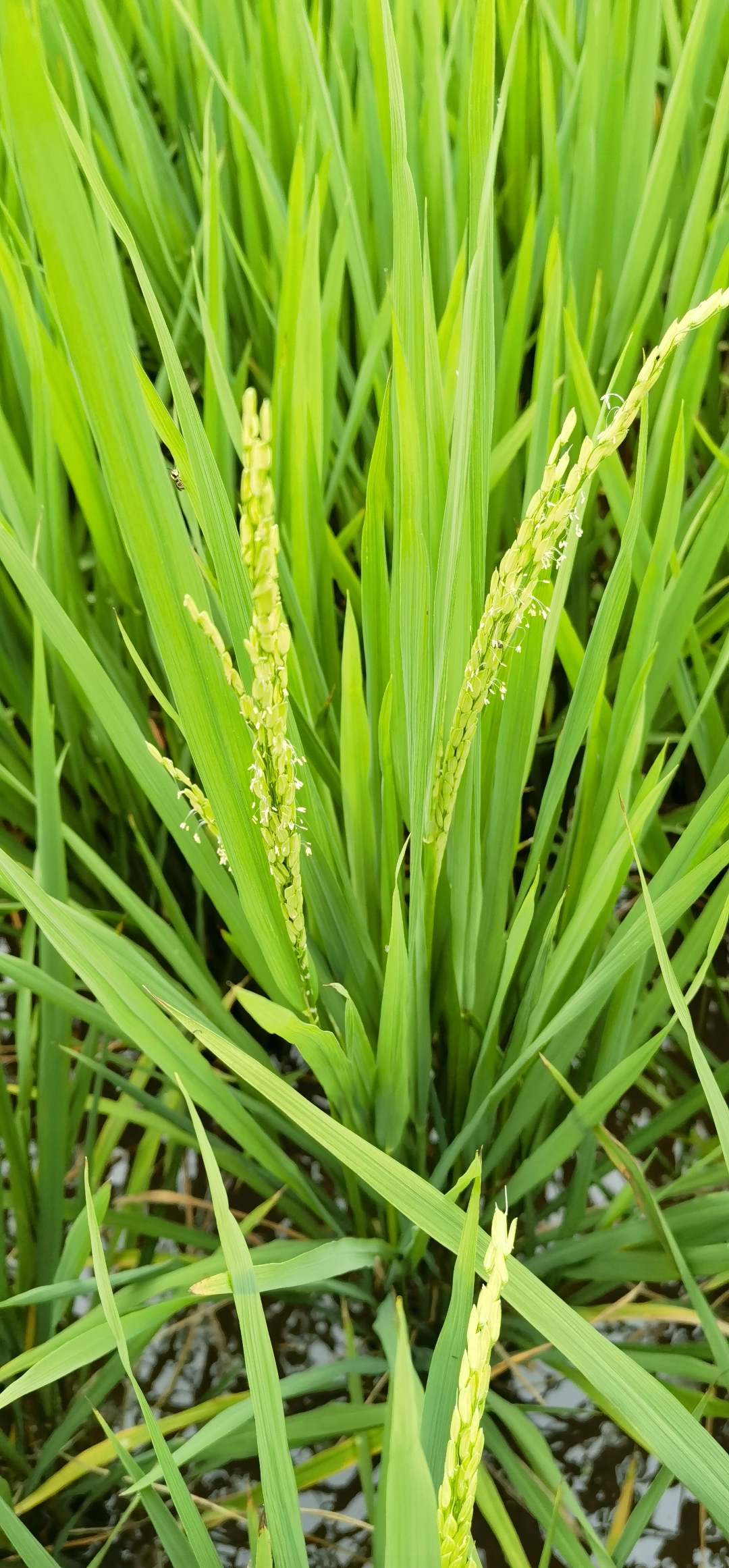 水稻拔节抽穗开花… 绿意盎然,生机勃勃,微风轻拂,稻穗摇曳.