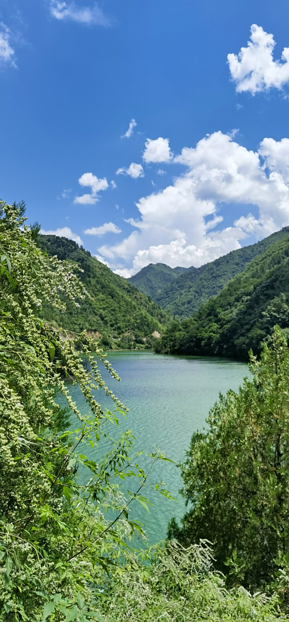 绿水青山就是金山银山# #蓝天白云# #山清水秀好地方# #花卉# #野花