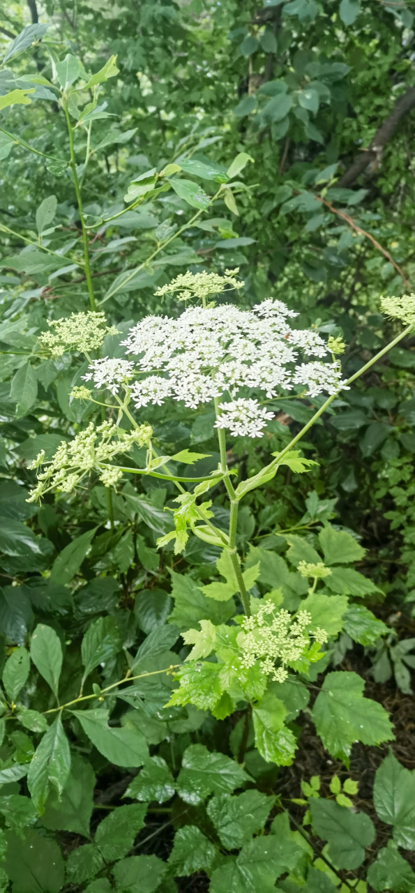 短毛独活:俗名大叶芹,老山芹,观赏,食用,药用兼备.