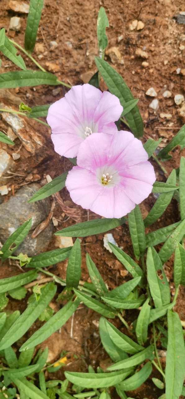 藤长苗:多年生草本,可用于药用,益气利尿,强筋壮骨,活血祛瘀.