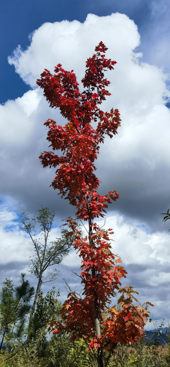 藍天白雲# #紅葉##秋天# #秋天生活圖鑑##秋日生活創作季# #秦 