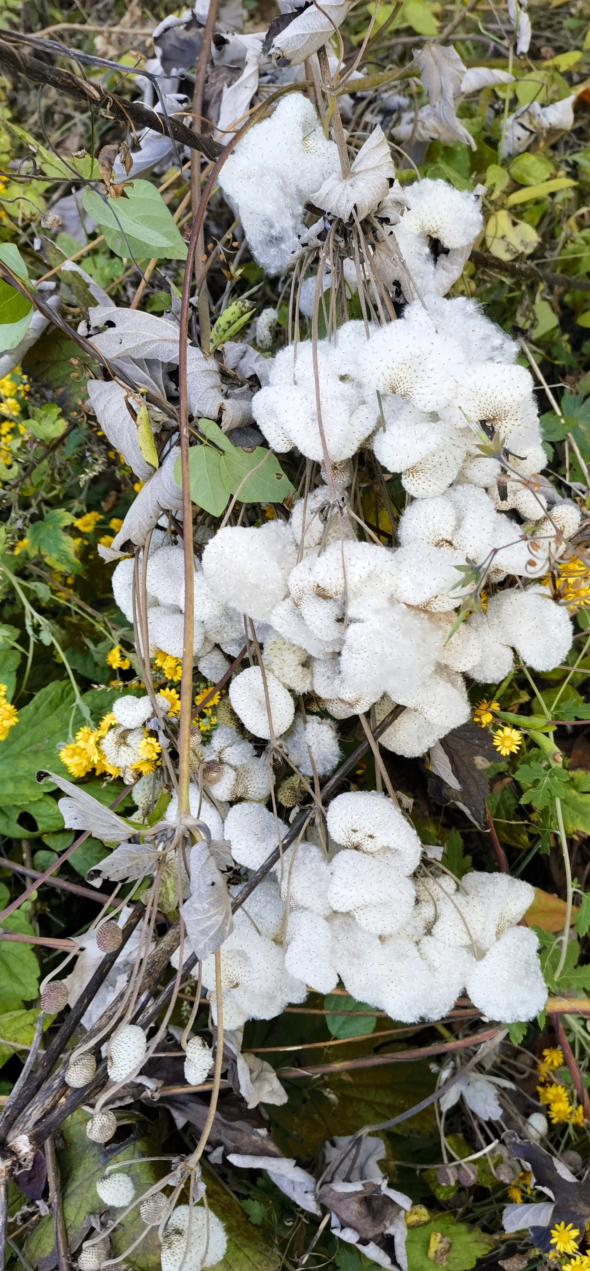 打破碗花花还有个熟悉的别名叫做:野棉花