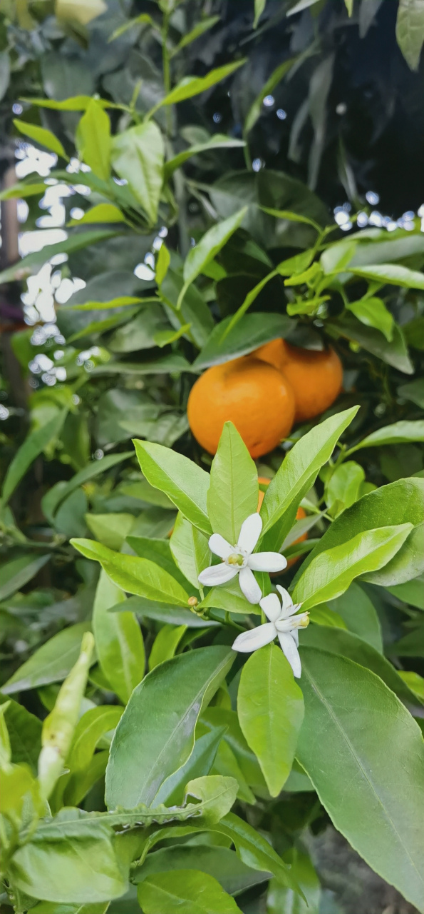 东坡春橘:花果同树,子母同株. #四川# #眉山# #柑橘# #沃柑