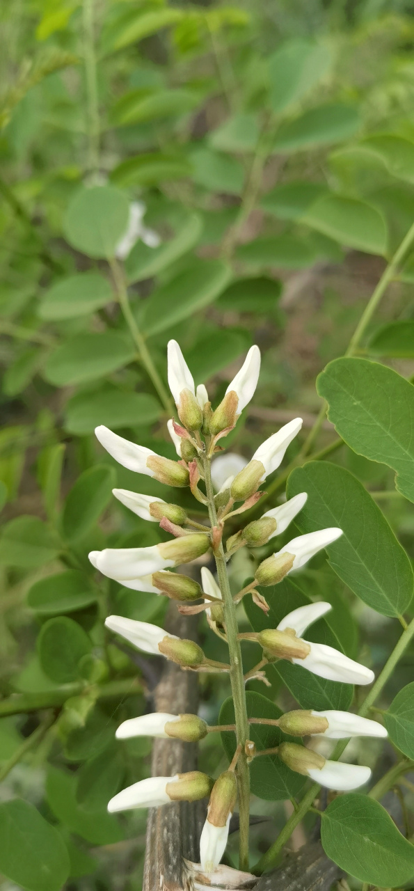 白刺花:中药材,根,叶,花,果实,种子均可入药.