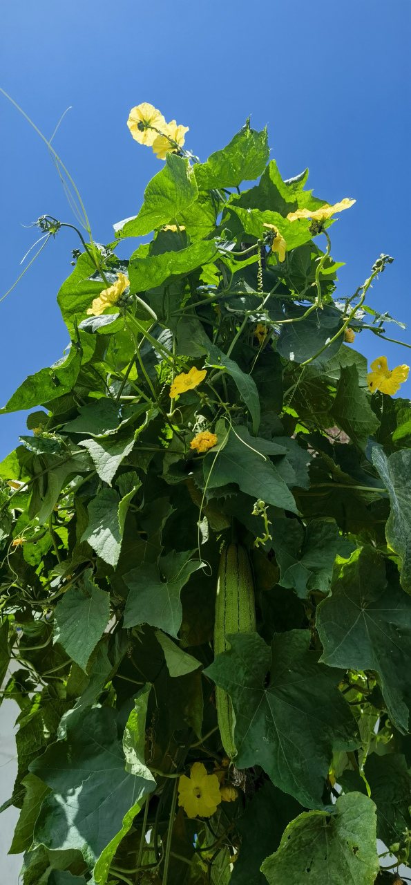 丝瓜# #蔬菜# #九月动态激励计划#  #旅行攻略我在行# #我是本地分享