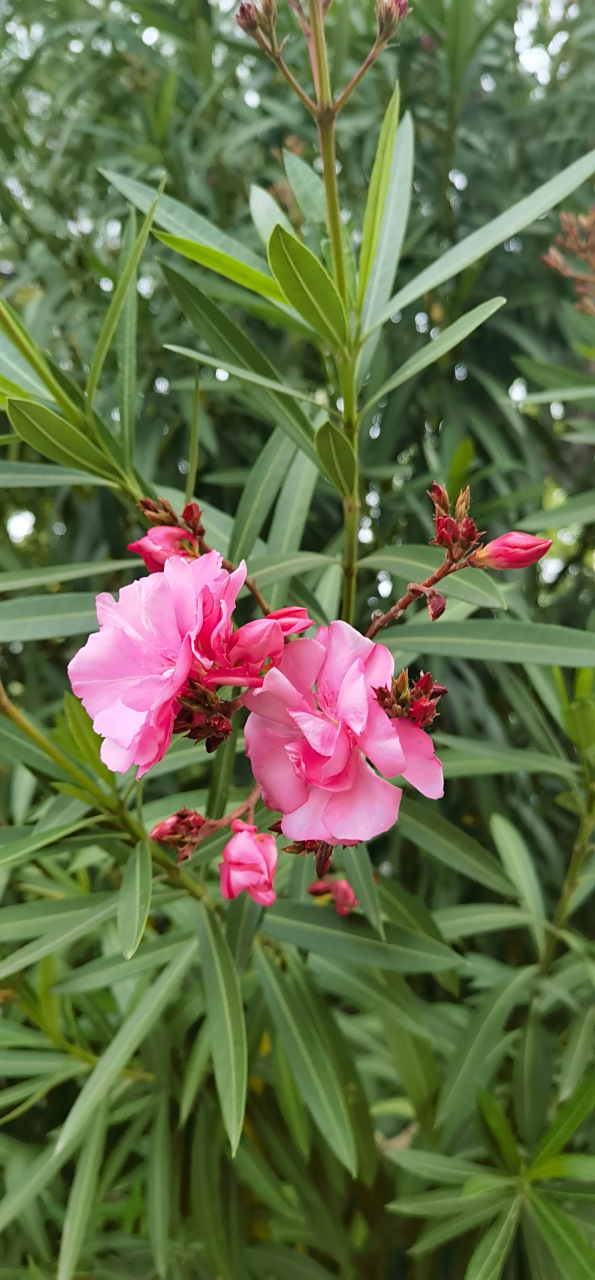 夹竹桃:常绿直立大灌木,因花似桃,茎似竹得名,花期北方五到十月,热带