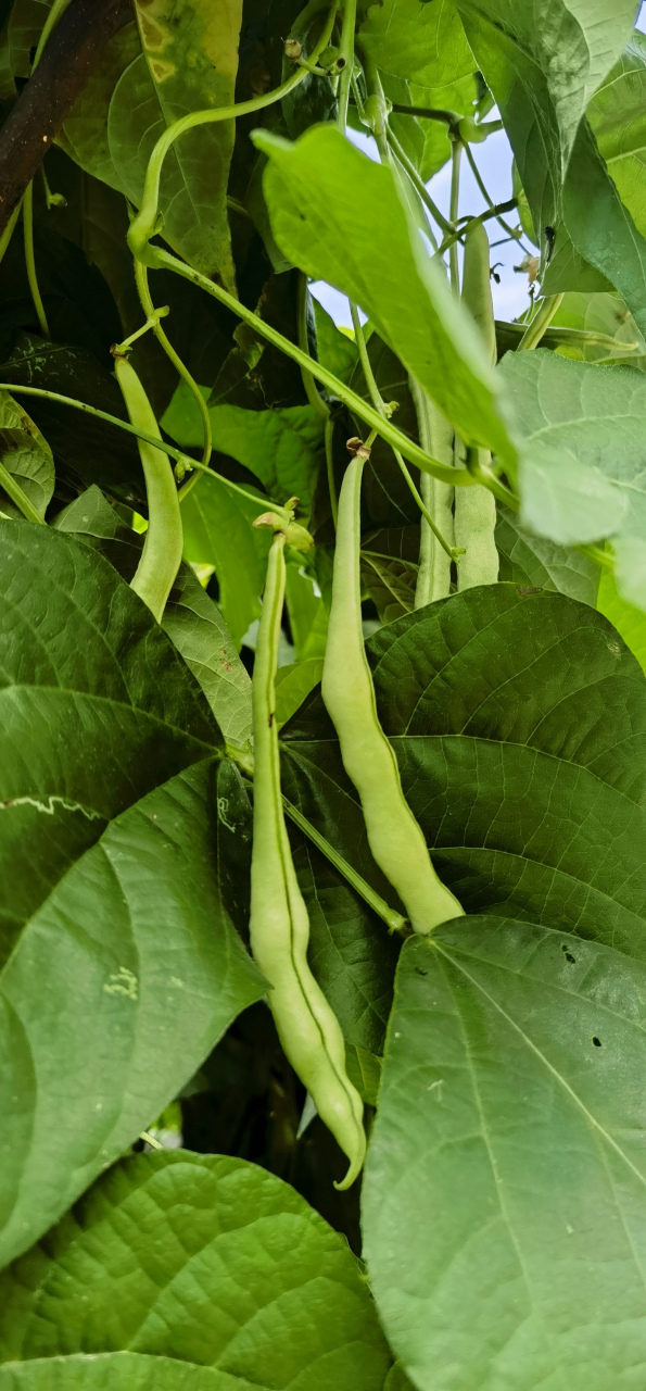 菜豆(四季豆)熟了!