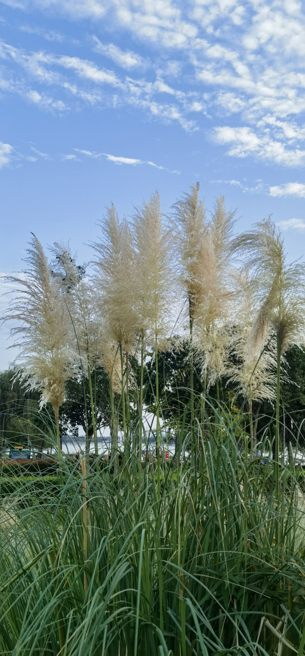 蒲苇# #芦苇# #郑州# #九月动态激励计划# #秋天生活图鉴# #秋日