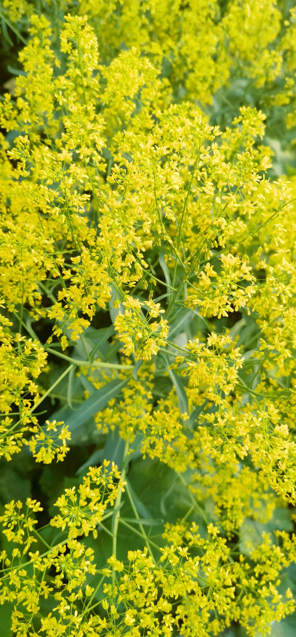 欧洲菘蓝:根可入药,被称为"板蓝根",叶也可入药被称为"大青叶";栽植