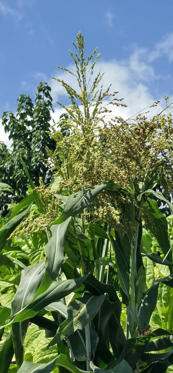 高粱:收获面积和总产量仅次于小麦,水稻,玉米,是世界四大谷类作物之一