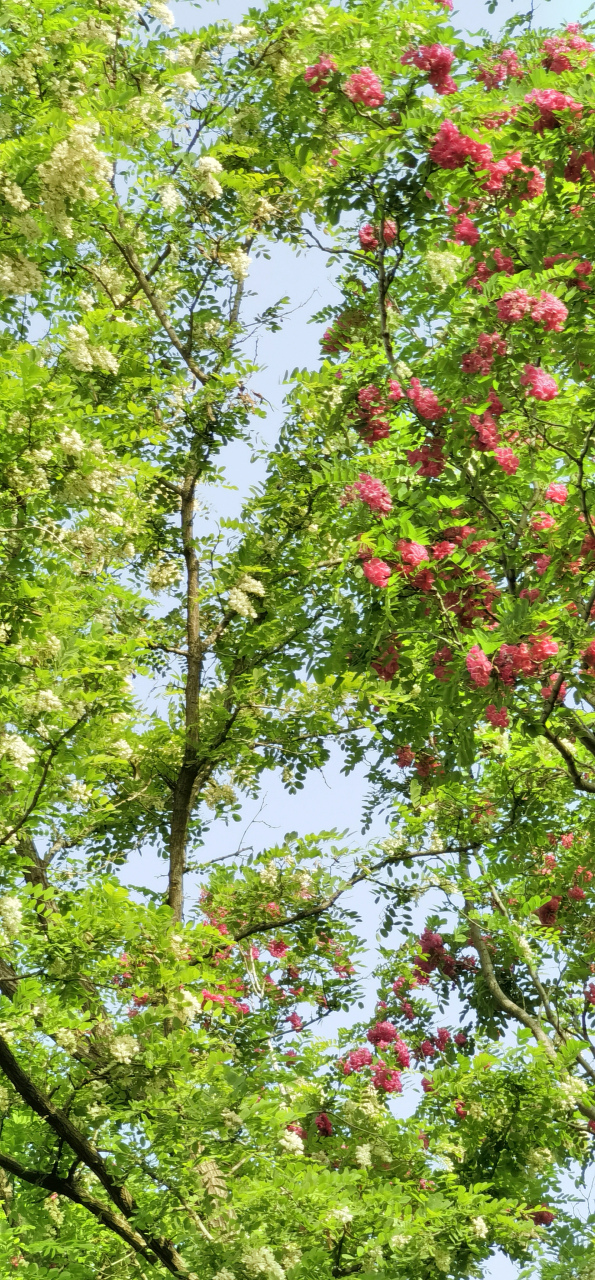 请到红白花公园赏槐花!
