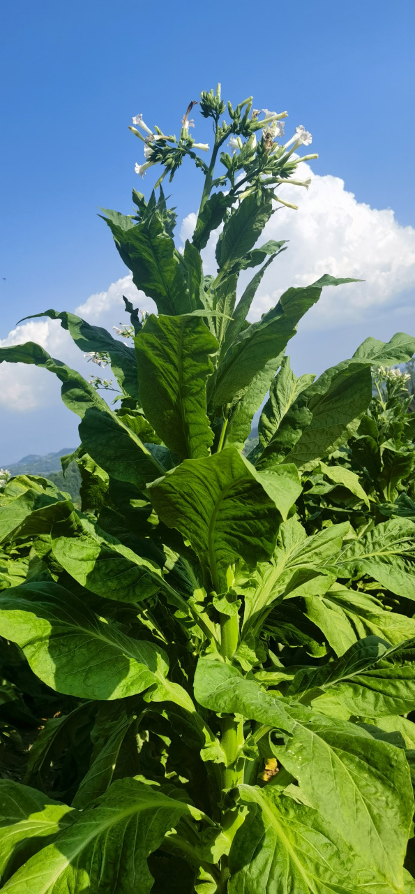 烟叶:一年生或有限多年生草本,茄科植物,为烟草工业的原料.