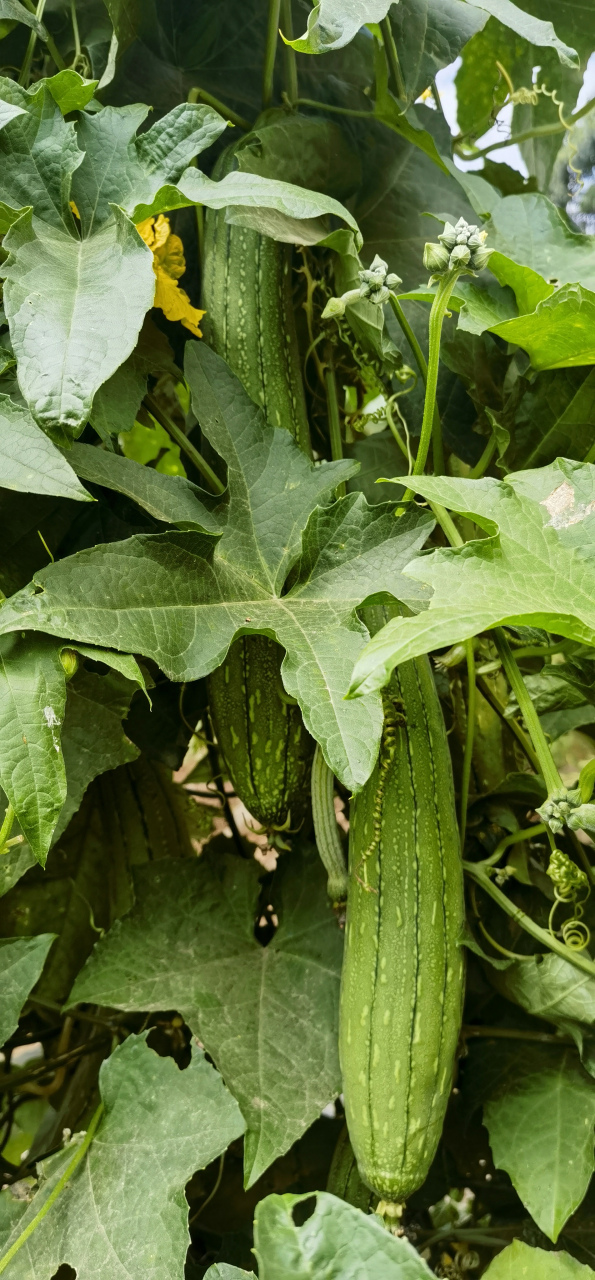 普通丝瓜:俗称棒丝瓜,肉丝瓜,外形上呈短圆柱形或长棒形,无棱,表面