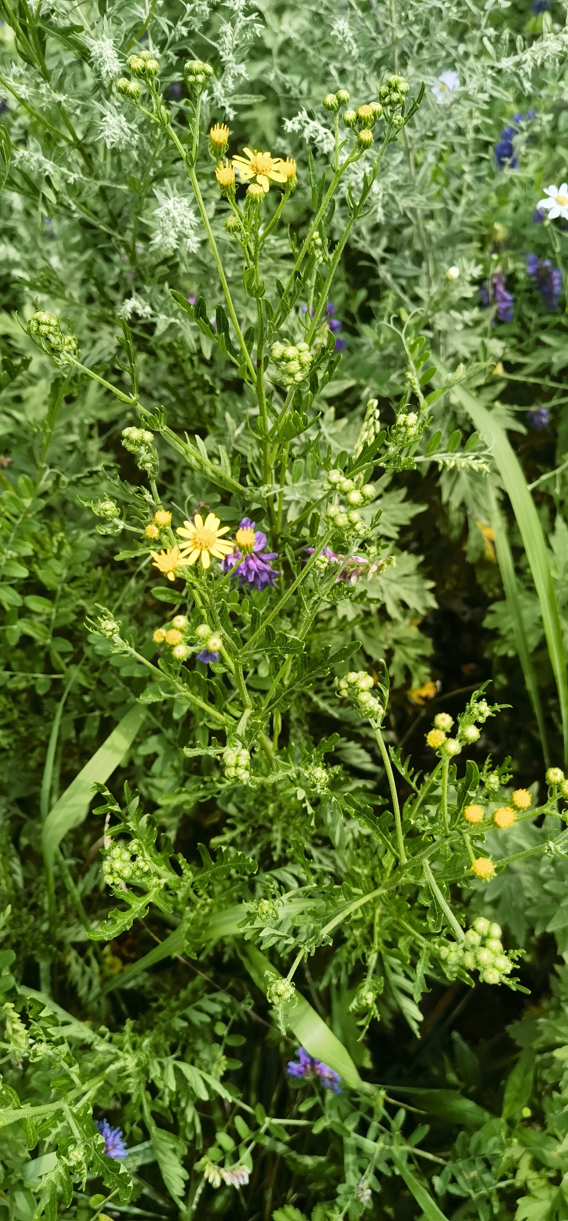 额河千里光:菊科,全株可入药,能清热解毒.