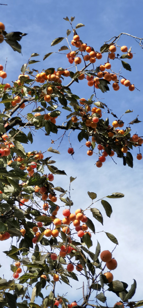 "柿子树下,我见证了秋天的丰收季!