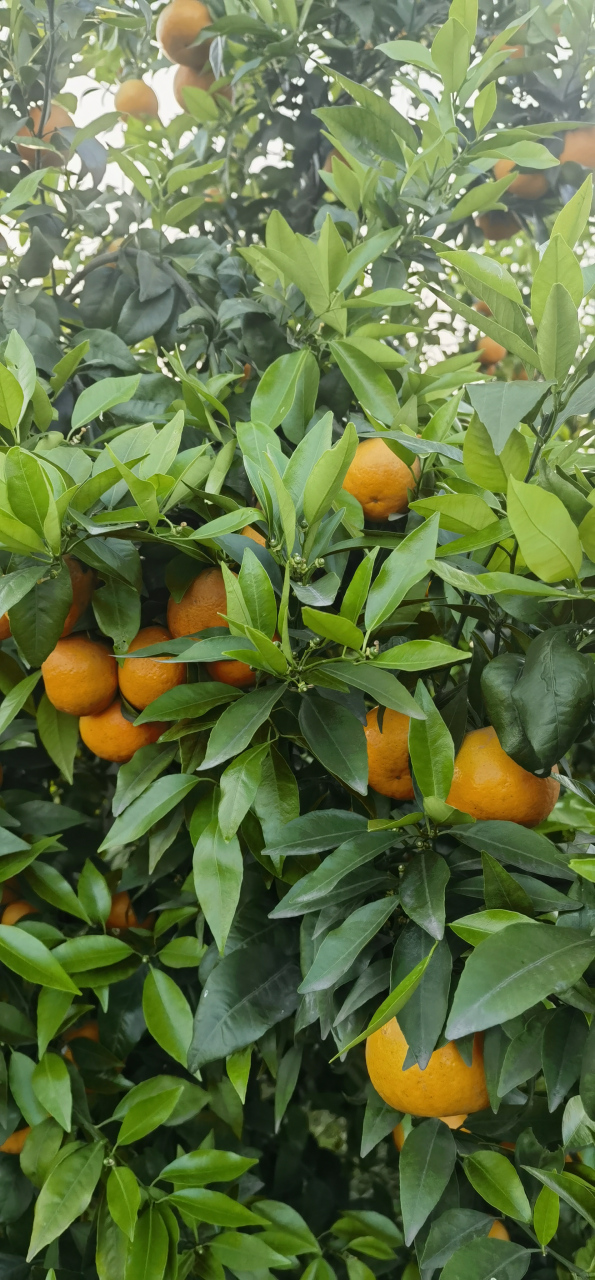 东坡春橘:花果同树,子母同株. #四川# #眉山# #柑橘# #沃柑