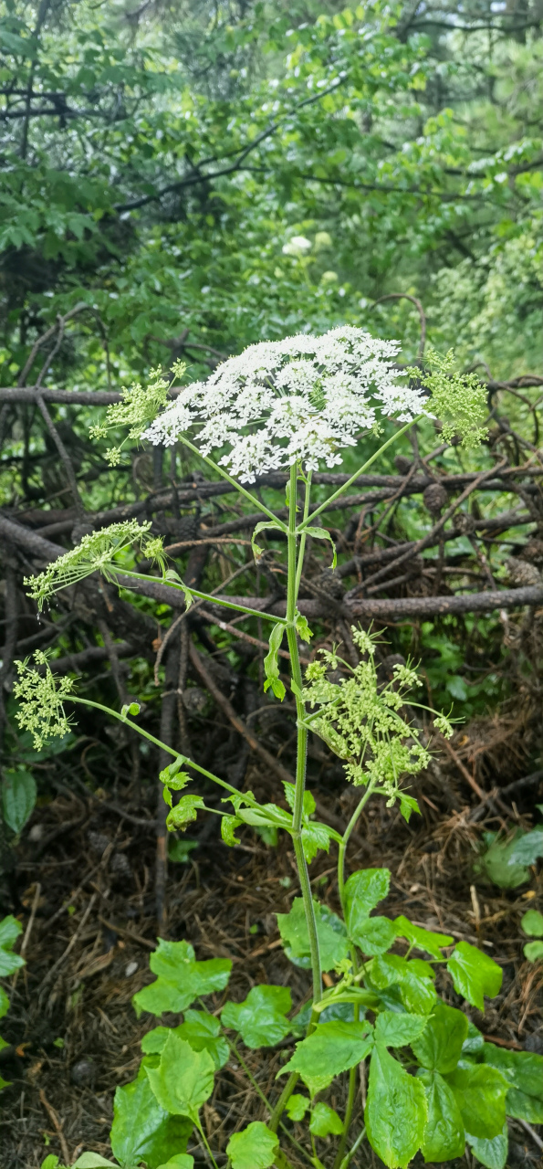 短毛独活:俗名大叶芹,老山芹,观赏,食用,药用兼备.