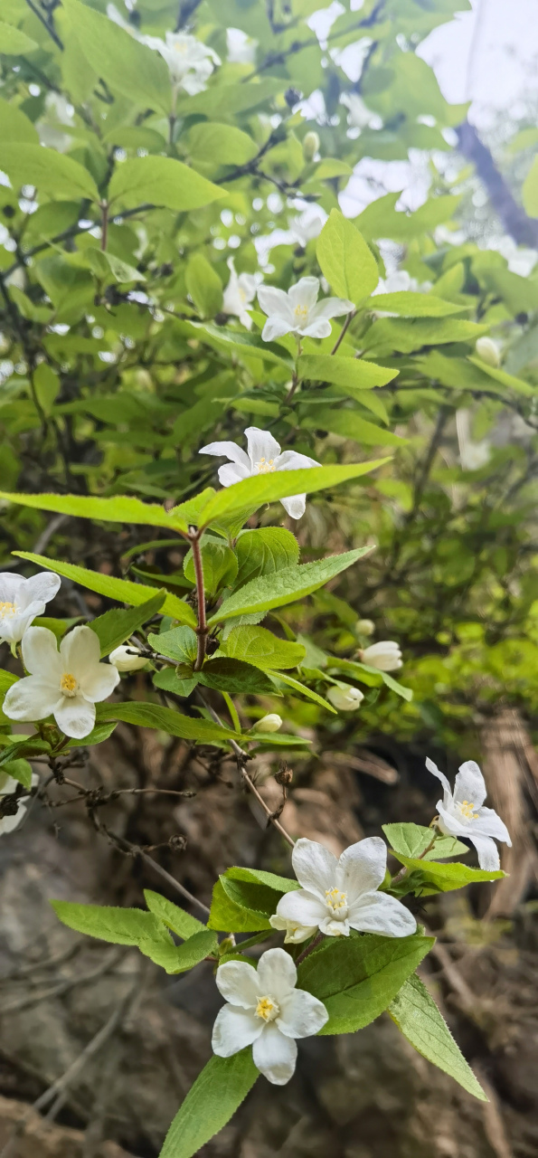 大花溲疏花期图片