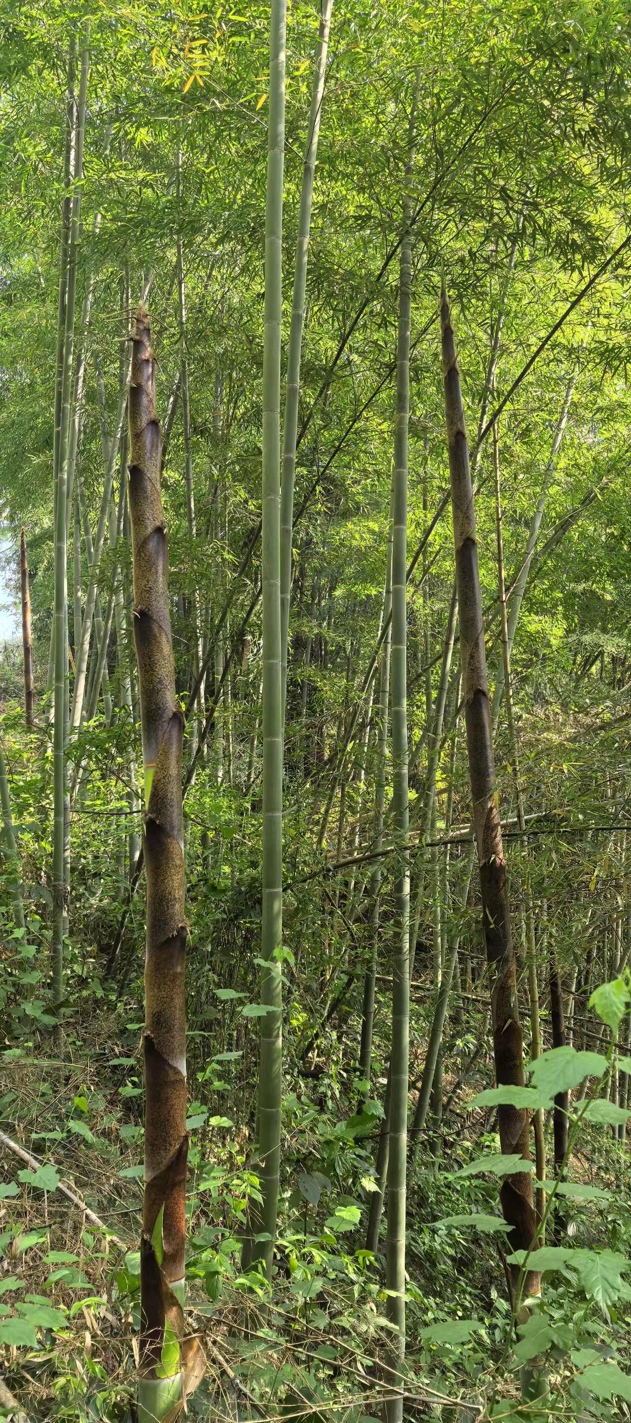 毛竹:又名楠竹,中国最重要的竹林资源类型,四季常青,与松,梅并称为"