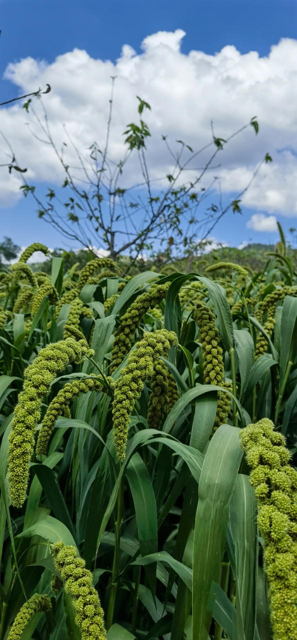 北方种植什么农作物(北方种植什么农作物赚钱)