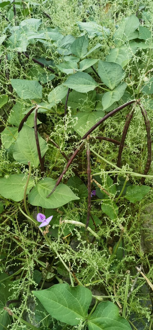 野生豇豆植物图片大全图片