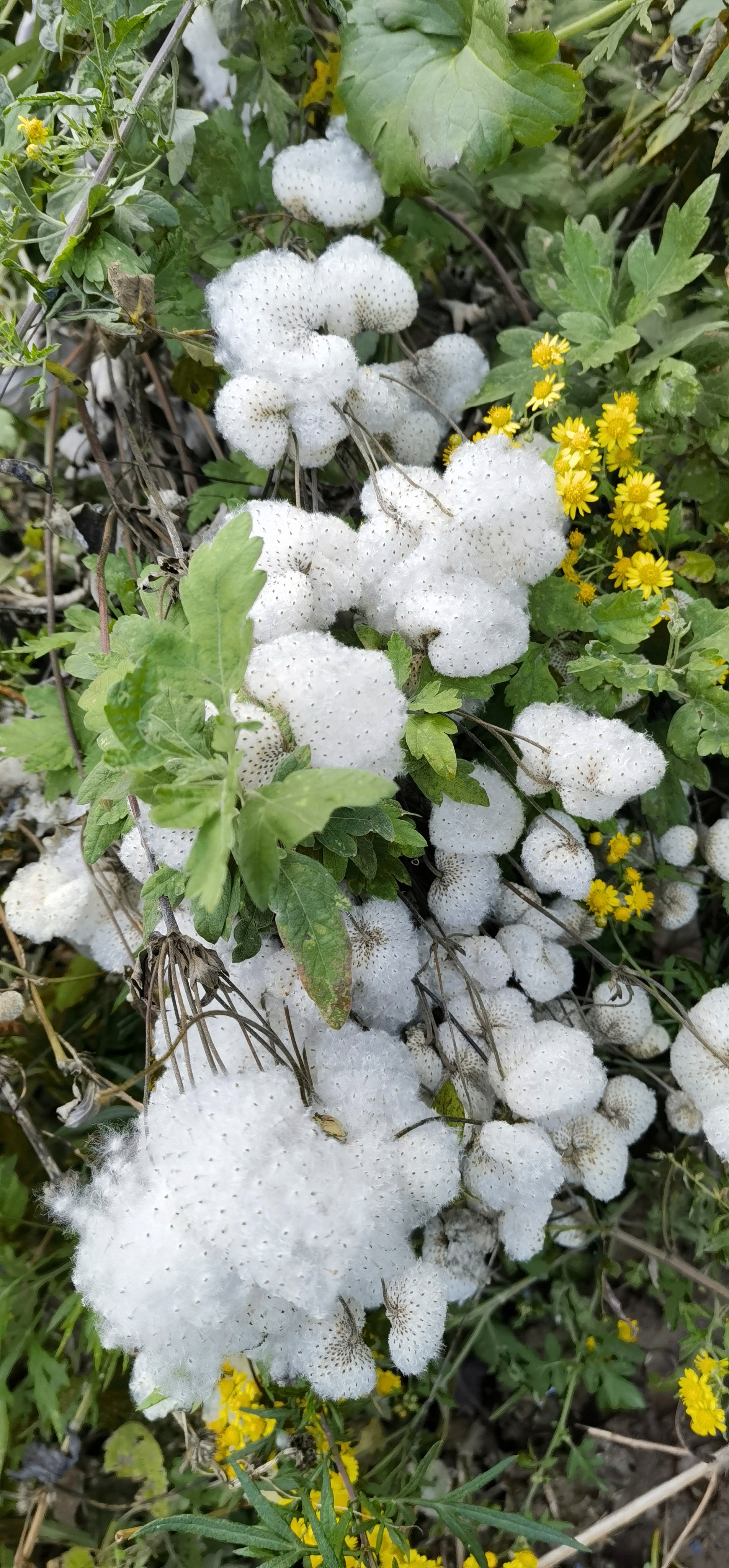 打破碗花花还有个熟悉的别名叫做:野棉花