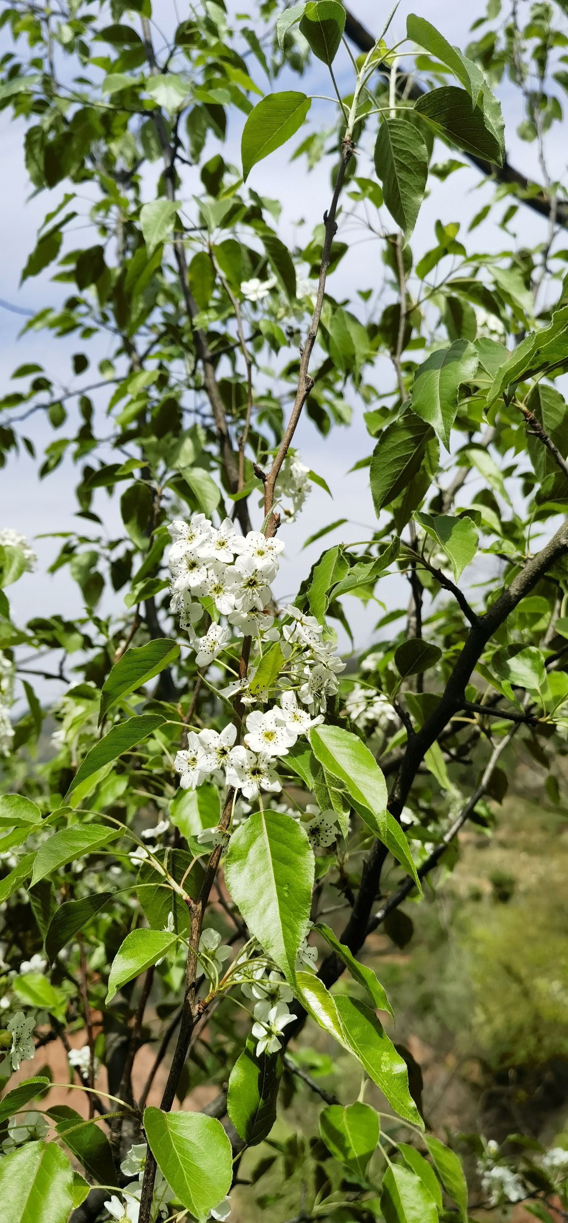 豆梨:又名山梨,野梨,顾名思义,恣肆绽放于山野的野生梨